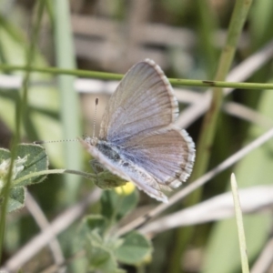 Zizina otis at Michelago, NSW - 17 Nov 2018