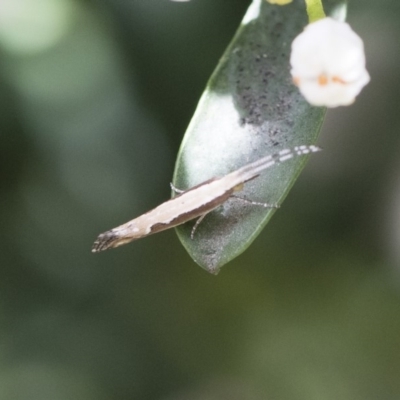 Plutella xylostella (Diamondback Moth) at Michelago, NSW - 18 Nov 2018 by Illilanga