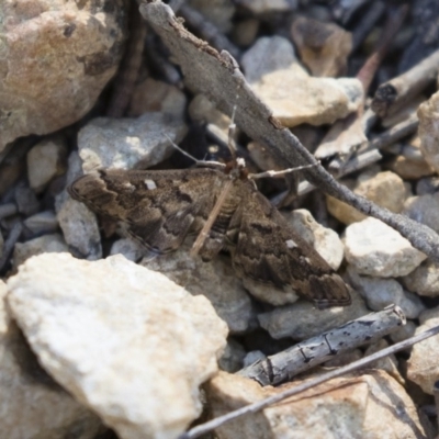 Nacoleia rhoeoalis (Spilomelinae) at Michelago, NSW - 12 Nov 2018 by Illilanga