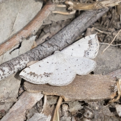 Taxeotis intextata (Looper Moth, Grey Taxeotis) at Michelago, NSW - 10 Nov 2018 by Illilanga