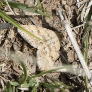 Scopula rubraria at Michelago, NSW - 13 Oct 2018