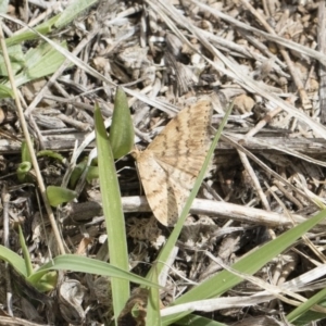 Scopula rubraria at Michelago, NSW - 13 Oct 2018