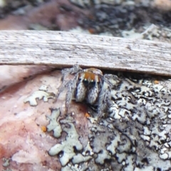 Maratus calcitrans (Kicking peacock spider) at Hackett, ACT - 18 Nov 2018 by Christine