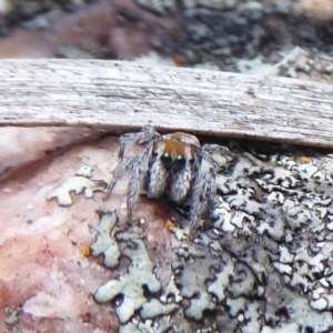 Maratus calcitrans at Hackett, ACT - suppressed