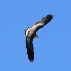 Vanellus miles (Masked Lapwing) at Acton, ACT - 19 Nov 2018 by jb2602