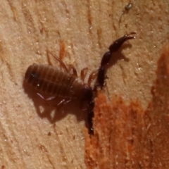 Conicochernes sp. (genus) (Chernetid Pseudoscorpion) at Acton, ACT - 19 Nov 2018 by jb2602