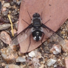 Thraxan sp. (genus) (A bee fly) at Hackett, ACT - 18 Nov 2018 by Christine