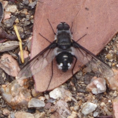 Thraxan sp. (genus) (A bee fly) at Hackett, ACT - 18 Nov 2018 by Christine