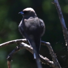 Artamus cyanopterus (Dusky Woodswallow) at Acton, ACT - 19 Nov 2018 by jbromilow50