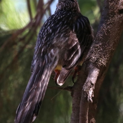 Anthochaera carunculata (Red Wattlebird) at Acton, ACT - 19 Nov 2018 by jb2602
