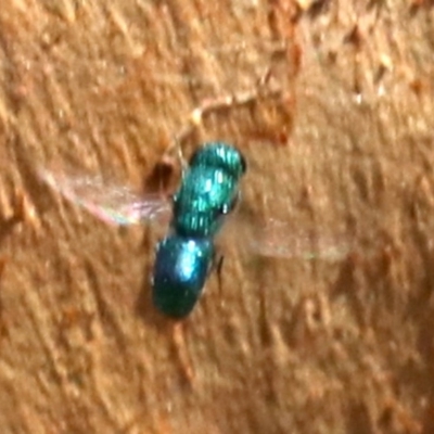 Chrysididae (family) (Cuckoo wasp or Emerald wasp) at Acton, ACT - 19 Nov 2018 by jb2602