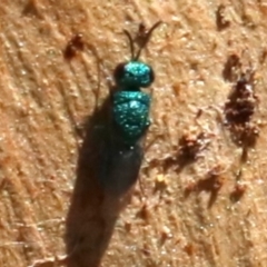 Chrysididae (family) at Acton, ACT - 19 Nov 2018