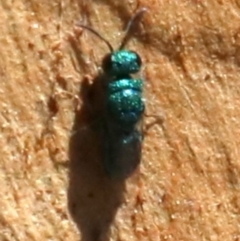 Chrysididae (family) at Acton, ACT - 19 Nov 2018 02:41 PM