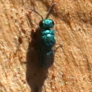 Chrysididae (family) at Acton, ACT - 19 Nov 2018 02:41 PM