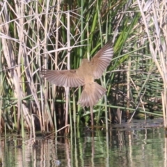 Acrocephalus australis (Australian Reed-Warbler) at Campbell, ACT - 19 Nov 2018 by jb2602
