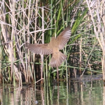 Acrocephalus australis (Australian Reed-Warbler) at Campbell, ACT - 19 Nov 2018 by jb2602