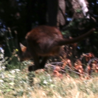 Wallabia bicolor (Swamp Wallaby) at Acton, ACT - 19 Nov 2018 by jb2602