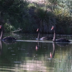 Cygnus atratus (Black Swan) at Campbell, ACT - 19 Nov 2018 by jb2602