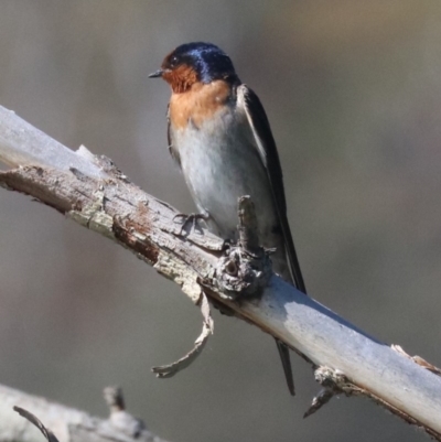 Hirundo neoxena (Welcome Swallow) at Campbell, ACT - 19 Nov 2018 by jbromilow50