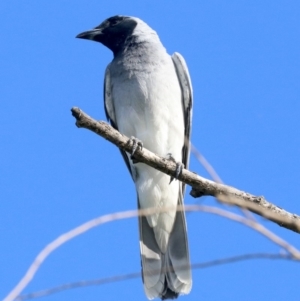 Coracina novaehollandiae at Campbell, ACT - 19 Nov 2018 05:20 PM