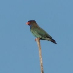 Eurystomus orientalis (Dollarbird) at Tennent, ACT - 18 Nov 2018 by michaelb