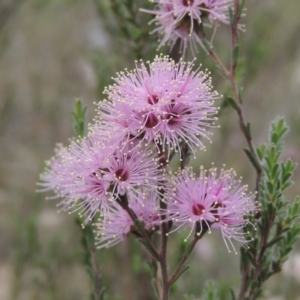 Kunzea parvifolia at Bullen Range - 1 Nov 2018 06:06 PM