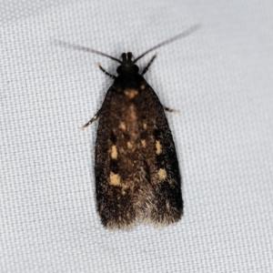 Barea (genus) at O'Connor, ACT - 19 Nov 2018 10:01 PM