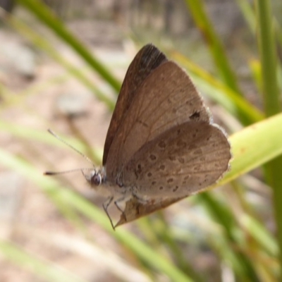 Erina hyacinthina (Varied Dusky-blue) at Point 4999 - 18 Nov 2018 by Christine