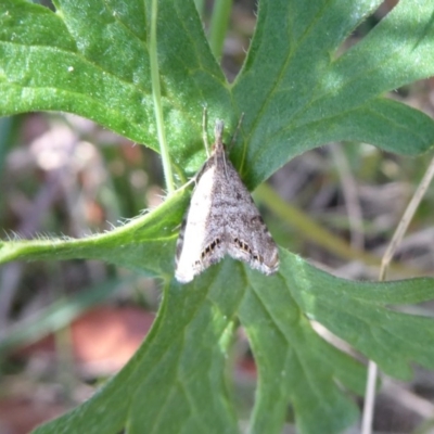 Glaucocharis dilatella (A Crambid moth) at Cotter River, ACT - 19 Nov 2018 by Christine