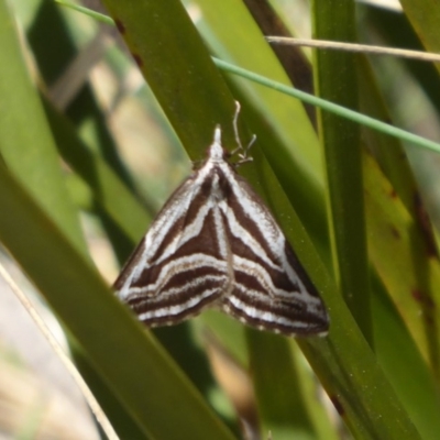 Dichromodes confluaria (Ceremonial Heath Moth) at Cotter River, ACT - 19 Nov 2018 by Christine