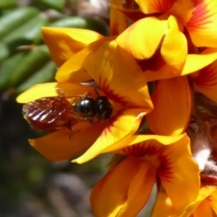 Exoneura sp. (genus) (A reed bee) at Cotter River, ACT - 19 Nov 2018 by Christine