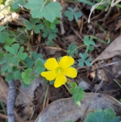 Oxalis sp. (Wood Sorrel) at Tombong, NSW - 19 Nov 2018 by BlackFlat