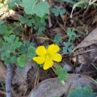 Oxalis sp. (Wood Sorrel) at Tombong, NSW - 19 Nov 2018 by BlackFlat