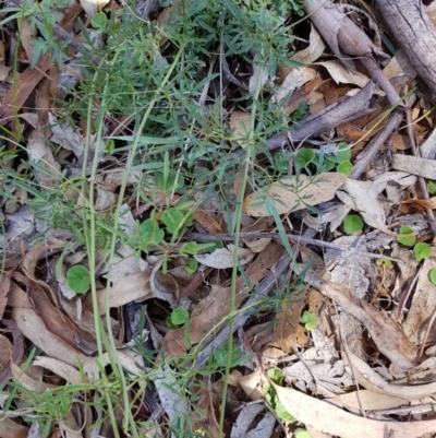 Clematis leptophylla (Small-leaf Clematis, Old Man's Beard) at Tombong, NSW - 19 Nov 2018 by BlackFlat