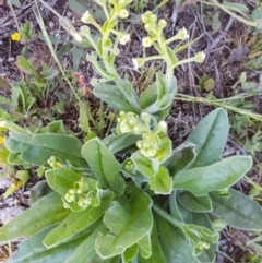 Hackelia suaveolens (Sweet Hounds Tongue) at Tombong, NSW - 19 Nov 2018 by BlackFlat