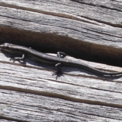 Pseudemoia entrecasteauxii (Woodland Tussock-skink) at Cotter River, ACT - 19 Nov 2018 by Christine