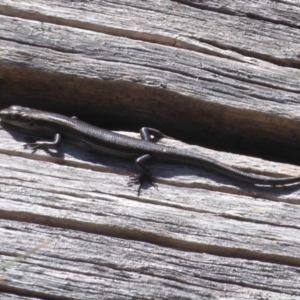 Pseudemoia entrecasteauxii at Cotter River, ACT - 19 Nov 2018