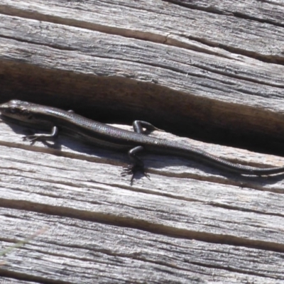 Pseudemoia entrecasteauxii (Woodland Tussock-skink) at Cotter River, ACT - 19 Nov 2018 by Christine