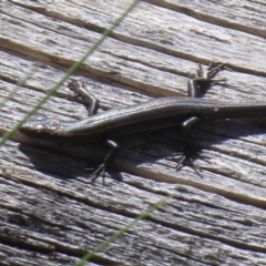 Pseudemoia entrecasteauxii at Cotter River, ACT - 19 Nov 2018