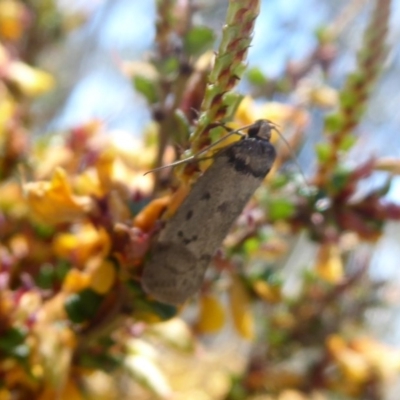 Philobota (genus) (Unidentified Philobota genus moths) at Cotter River, ACT - 19 Nov 2018 by Christine