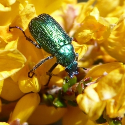 Diphucephala sp. (genus) (Green Scarab Beetle) at Cotter River, ACT - 19 Nov 2018 by Christine