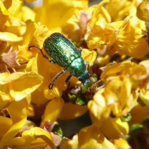 Diphucephala sp. (genus) at Cotter River, ACT - 19 Nov 2018 11:15 AM