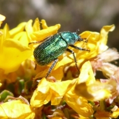 Diphucephala sp. (genus) at Cotter River, ACT - 19 Nov 2018