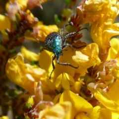 Diphucephala sp. (genus) at Cotter River, ACT - 19 Nov 2018