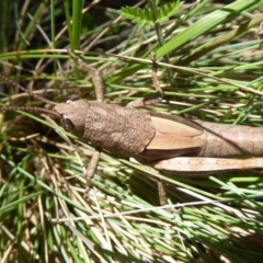 Percassa rugifrons (Mountain Grasshopper) at Cotter River, ACT - 19 Nov 2018 by Christine