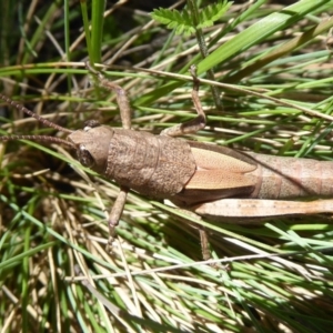 Percassa rugifrons at Cotter River, ACT - 19 Nov 2018