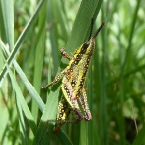 Monistria concinna at Cotter River, ACT - 19 Nov 2018