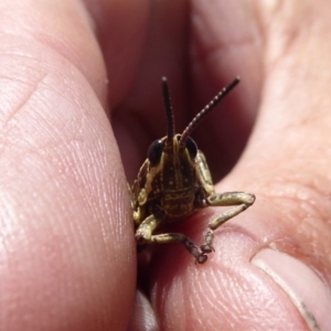 Monistria concinna at Cotter River, ACT - 19 Nov 2018 12:34 PM