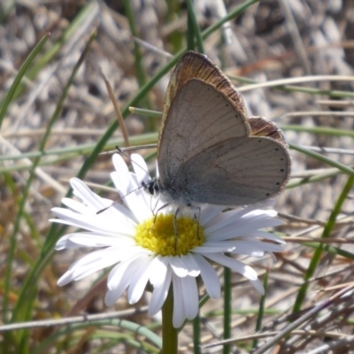 Candalides heathi (Rayed Blue) at Bimberi, ACT - 19 Nov 2018 by Christine