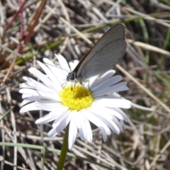 Candalides heathi at Bimberi, ACT - 19 Nov 2018 01:26 PM